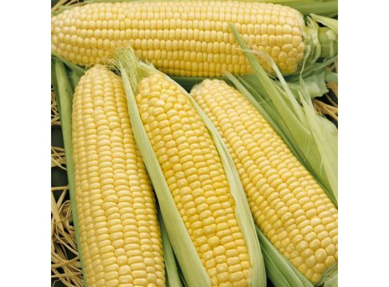 Семена кукурузы сахарной (Sh2 тип) 1980 F1 (78дней) кочан 27см (2 500 сем.) Lark Seeds Семена кукурузы сахарной (Sh2 тип) 1980 F1 (78дней) кочан 27см (2 500 сем.) Lark Seeds